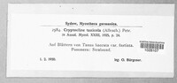 Cryptocline taxicola image